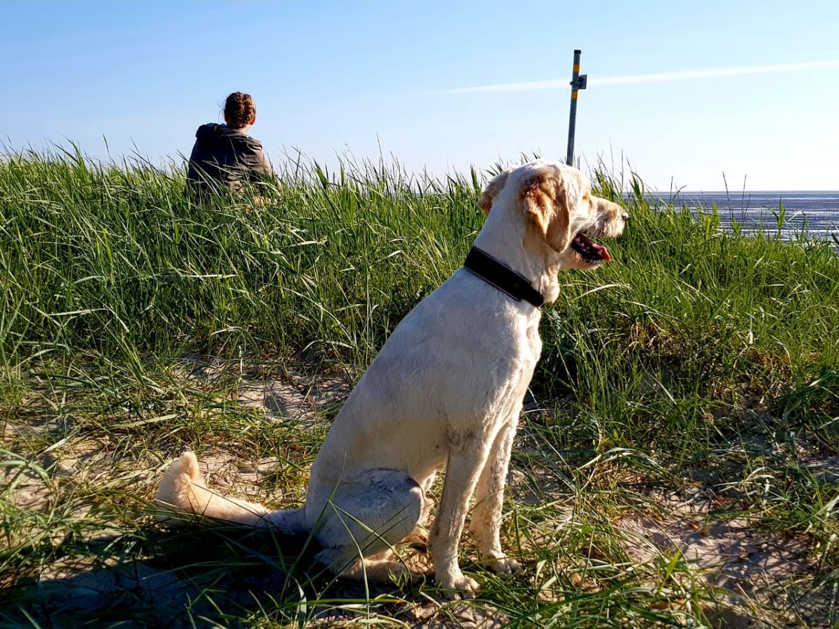 Umgebung Ferienwohnung Horumersiel Urlaub an der Nordsee mit Hund